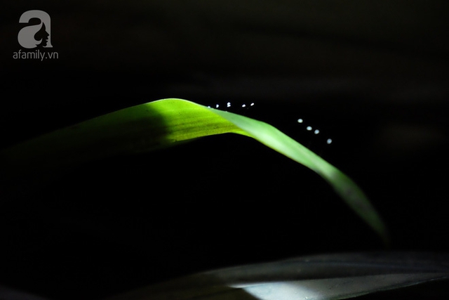 Hoa ưu đ&agrave;m c&oacute; qu&yacute; hiếm như nhiều người vẫn tưởng?