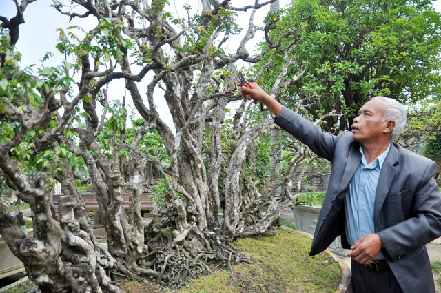 Theo ông Ngọ, do có nguồn gốc từ Tiền Giang nên khi chuyển ra Hà Nội ông phải mất khá nhiều công chăm sóc để cây quen và thích nghi với khí hậu ngoài Bắc.