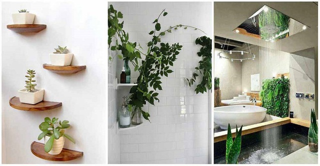 Một số loại cây dây leo loại nhỏ, hay chậu cây hoa đá trang trí trên kệ gỗ sẽ giúp phòng tắm nhà bạn đẹp, gọn hơn.