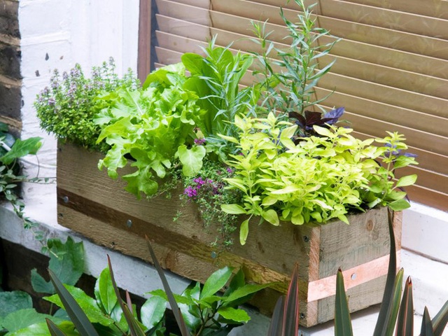 4. Thay vì trồng rau trong thùng xốp hoặc nhựa, bạn hoàn toàn có thể dùng những chiếc thùng gỗ để thay thế. Thùng gỗ sẽ giúp tạo ra một cái nhìn mộc mạc, đơn giản nhưng vẫn tinh tế cho ngôi nhà của bạn.