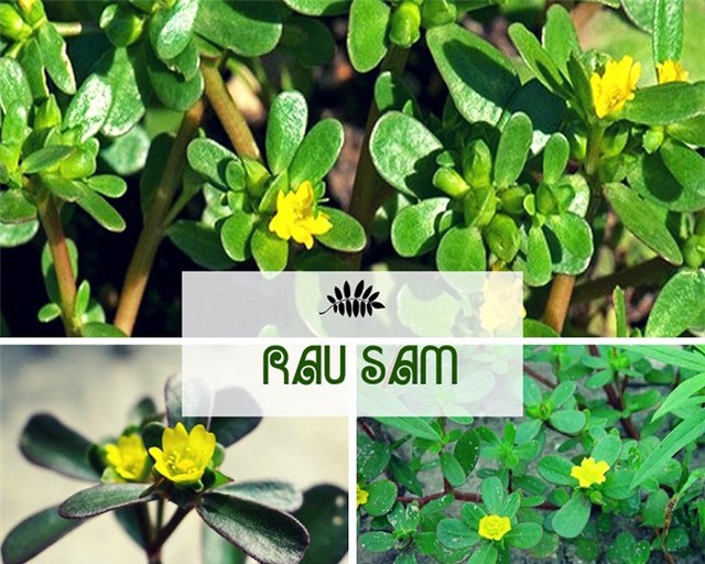 
Rau sam tuy nhỏ b&eacute; nhưng lại c&oacute; những c&ocirc;ng dụng kỳ diệu đến kh&ocirc;ng ngờ.
