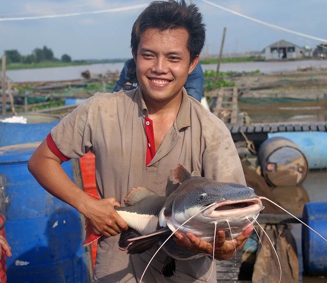 “Ban đầu thấy nó đẹp nên mua về đem thả vào bè nuôi chơi. Qua nhiều năm, cá Hồng Vỹ này lớn rất nhanh. Trước đây tôi có thử bắt một con để làm thịt ăn thì thấy rất ngon. Hôm trước có người đến năn nỉ mua mỗi ký cá này lại với giá 3 triệu đồng nhưng tôi không bán. Nếu bán hết đám cá Hồng Vỹ này tôi cũng thu cả tỉ đồng”, ông Bon nói và cho biết, dù ai có trả giá bao nhiêu cũng không bán vì đây là loại cá quý hiếm.