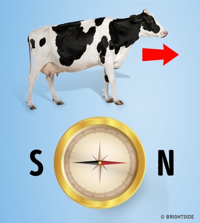 Có một sự thật thú vị là hầu hết các con bò đều hướng về phía bắc hoặc nam trong khi ăn hoặc uống.