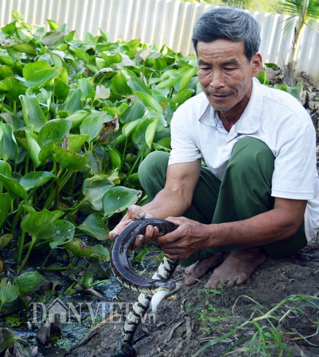 Đến nay trang trại rắn của ông Lực được đầu tư hoàn thiện với tổng số lượng gần 1.000 con, trong đó rắn bố mẹ có con đạt trọng lượng vài kg, số rắn con ở mùa trước hiện cũng đạt trọng lượng 0,5kg/con