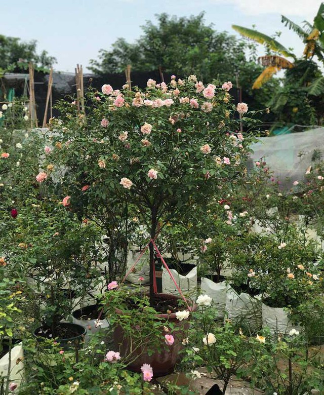 Ngoài ra, chị còn rất nhiều gốc tree rose 5 năm tuổi