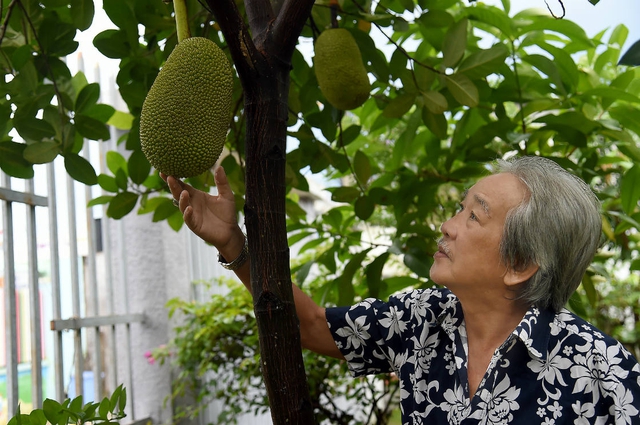 Nghệ sĩ Tấn Thi cũng cho biết ông tự trồng cây ăn quả, mít có trái ăn quanh 3 mùa. Ông cười nói: Ngoài giờ đóng phim, tôi có thú chăm sóc cây cỏ và vui sướng với thành quả của mình.