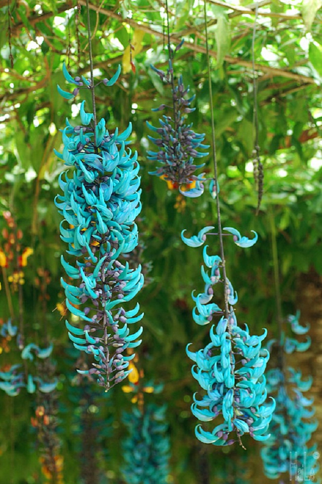Hoa móng cọp xanh có nguồn gốc từ những cánh rừng mưa ở Philippines, Cây có thân mộc to, sống nhiều năm, thường được trồng theo dạng dây leo lên giàn. Chùm hoa của nó có thể mọc dài tới 3m. Hoa có màu chủ đạo là ngọc bích, nhưng theo những người có kinh nghiệm trồng hoa thì sắc màu của loài hoa này có sự biến đổi nhất định trong một ngày. Cụ thể, buổi sáng, hoa cẩm thạch có màu xanh da trời, giữa trưa chuyển màu xanh lơ và đến chiều thì chuyển sang màu xanh lục.