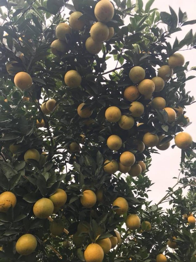 Dù ở trên ngọn của cây cam quả cũng ra chi chít.