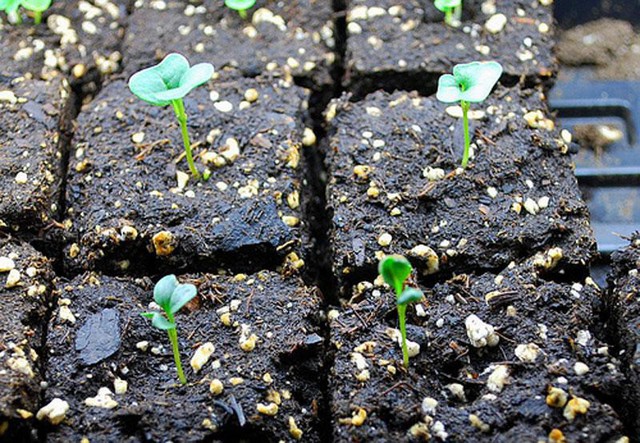 Trường hợp bạn trồng cải xoăn Kale trong thùng xốp, nên trồng từ 4-6 cây vào các hốc đất đã đào sẵn