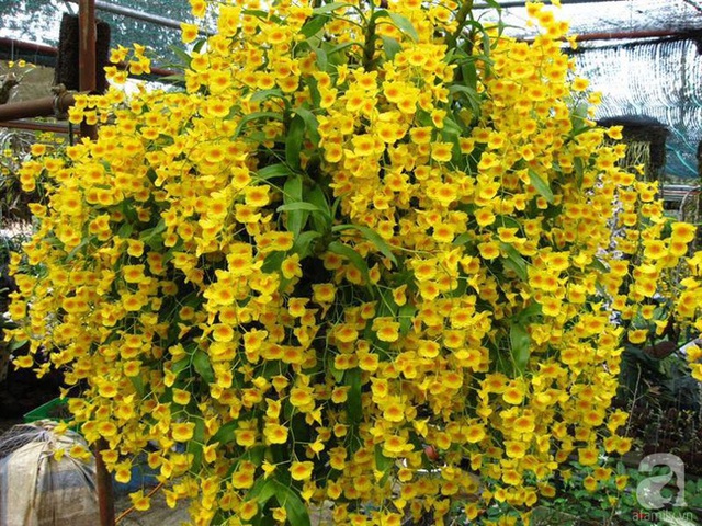 
Chị đặc biệt y&ecirc;u th&iacute;ch phong lan.
