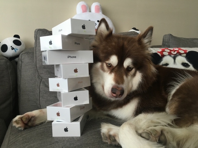 
Chú chó Coco và 8 chiếc iPhone 7 được tặng.
