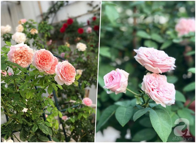 Để thực hiện ước mơ tạo vườn hồng ngoại, anh Phương Anh đã dành nhiều thời gian và tâm sức cho khu vườn hoa hồng nhỏ nhắn trên tầng thượng của gia đình mình.