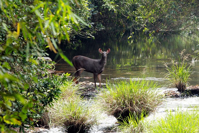 
... để giờ đây, Sai Sanctuary là nhà của hơn 300 loài động vật hoang dã... (Ảnh: Great Big Story)
