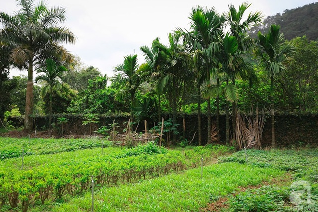 Một góc vườn dành để trồng rau.