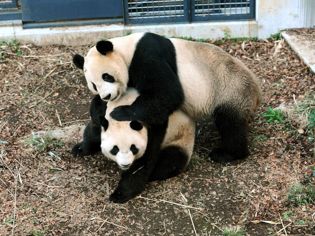 Cặp đôi Shin Shin và Ri Ri.