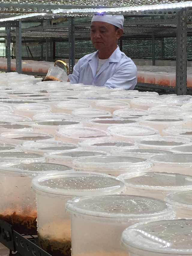 Ông Nguyễn Vân Linh giám sát quá trình nuôi cấy đông trùng hạ thảo tại Đà Lạt