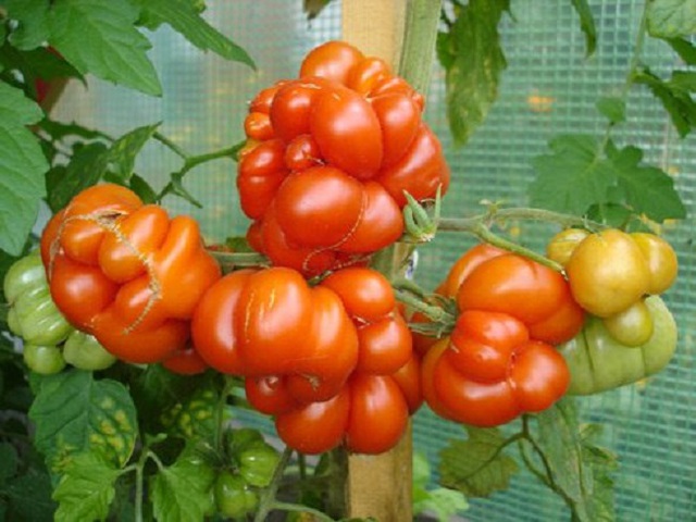 Một cây cà chua mà quả nào cũng như là sinh 4, sinh 5.