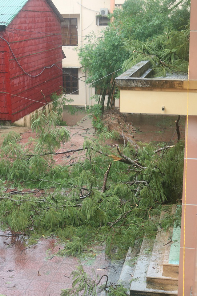 Cây cổ thụ trong khuôn viên trụ sở UBND huyện Tuyên Hoá bị gió bão quật đổ. Ảnh: Báo Quảng Bình