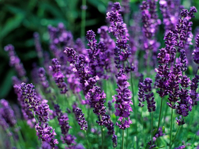 Giống hoa English Lavender