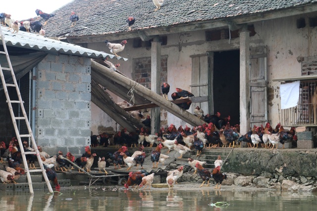 Gà, lợn, vịt “sống chung” với người. Gia cầm, gia súc không chỉ bị mất do nước ngập mà còn do dịch bệnh sau khi lũ