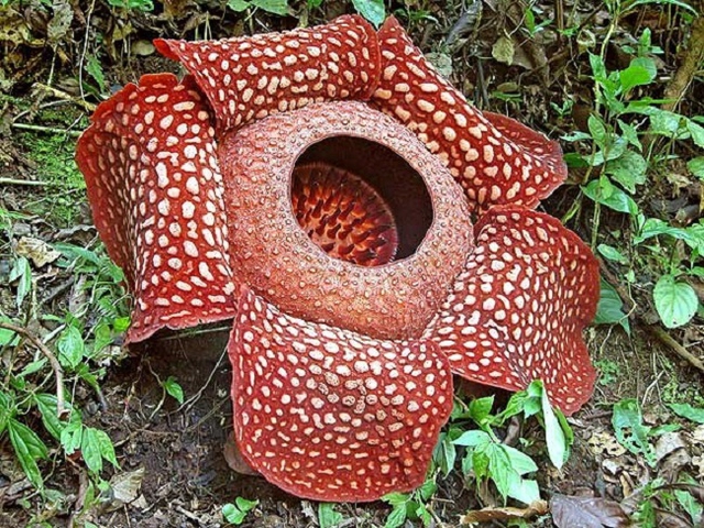 Hoa xác chết được coi là hoa đơn tính lớn nhất thế giới. Thật không may chúng có mùi thịt thối. Bông hoa này có thể phát triển rộng đến 1m mà không có lá hoặc thân cây. Chúng chỉ mọc ở đảo Sumatra và Borneo ở Đông Nam Á nơi độ cao lên đến hơn 1000m so với mực nước biển.