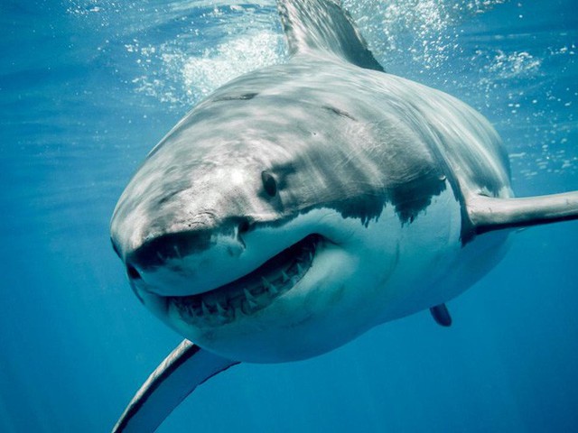 Ai mà có thể tin được số người chết do cá mập hung dữ còn ít hơn do bò chứ?