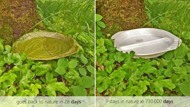 Trong khi đĩa nhựa dùng 1 lần phải mất tới 730.000 ngày mới có thể phân hủy thì đĩa làm từ lá cây chỉ mất 28 ngày.