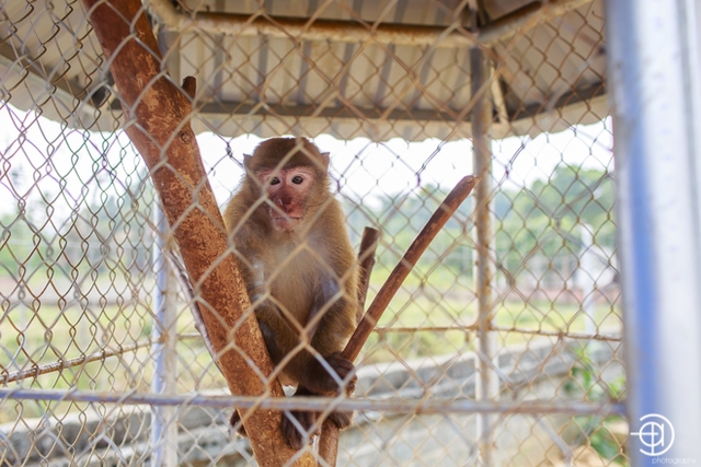 Một góc vườn phía trước là khu nuôi thú cảnh. Gia đình Việt Hoàn hiện đang nuôi khỉ và chim công.