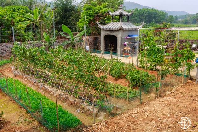 Toàn bộ khu đất phía sau được gia đình trưng dụng thành vườn trồng rau sạch: Ở vườn nhà, chúng tôi trồng đủ các loại rau. Mỗi thứ một ít thôi, đủ cho cả nhà sử dụng để luôn yên tâm rằng mình ăn thực phẩm có nguồn gốc rõ ràng.