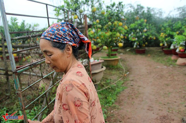 Trong l&uacute;c chờ &ocirc;ng Gi&aacute;p vận chuyển c&acirc;y cho kh&aacute;ch h&agrave;ng, b&agrave; Thanh nhiệt t&igrave;nh mở cổng vườn giới thiệu c&aacute;c loại c&acirc;y
