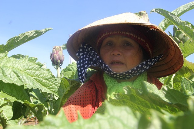 Người phụ nữ này cho biết trước đây nhà bà có trồng atiso nhưng đầu ra không ổn định. Gia đình phá vườn để sản xuất nhiều loại rau củ khác nhưng giá cả cũng bấp bênh. Bà quay lại trồng loại cây này khi có đơn vị về đầu tư để thu mua làm dược liệu.