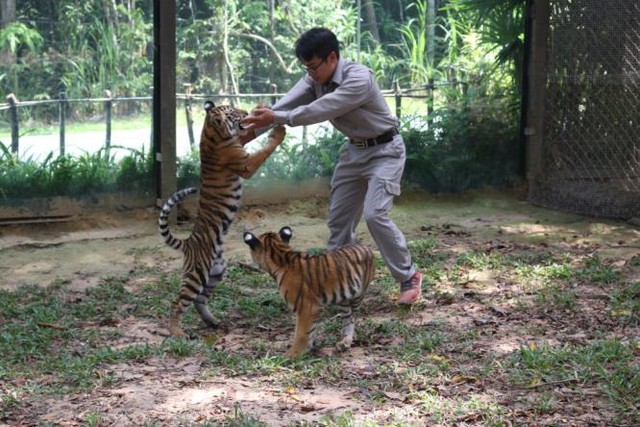 
Hai trong bốn chú hổ con Bengal “thế hệ F1” đang chơi đùa cùng chuyên viên chăm sóc
