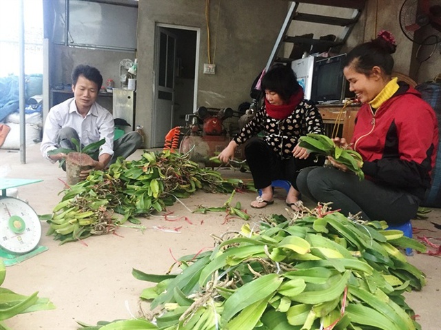 Công đoạn tỉa và ghép lan rất công phu