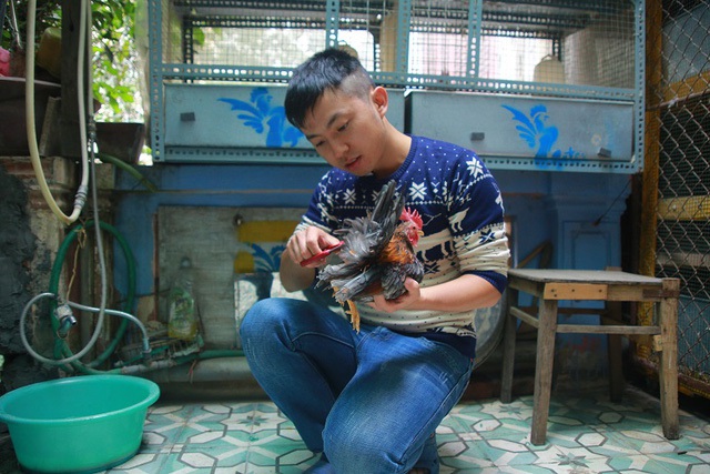 Anh Trần Lĩnh Huế được xem là người sở hữu bộ sưu tập gà Serama nhiều nhất Hà Nội. (Ảnh: Hà Trang)