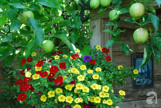 Vẻ đẹp ngọt ngào của khu vườn đầy ắp cây trái.