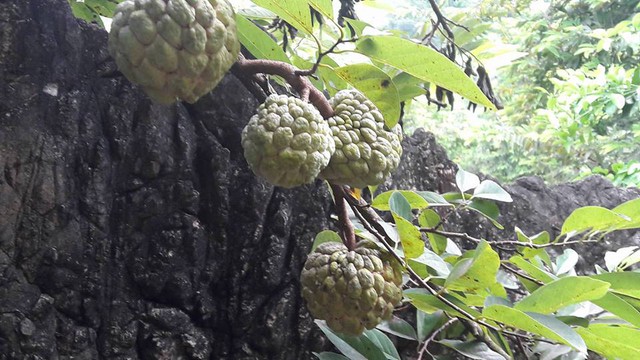 Na được trồng trên nền đất đá xám lạnh, nhưng vẫn cho thu năng suất cao. Cây na xóm Tháu nổi tiếng khắp vùng. Bà con nơi đây luôn không có đủ na để bán.