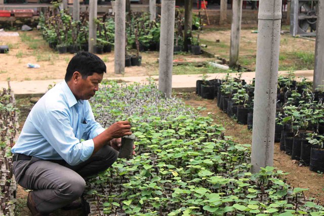 &Ocirc;ng Lang kiểm tra kỹ từng gốc nho giống.