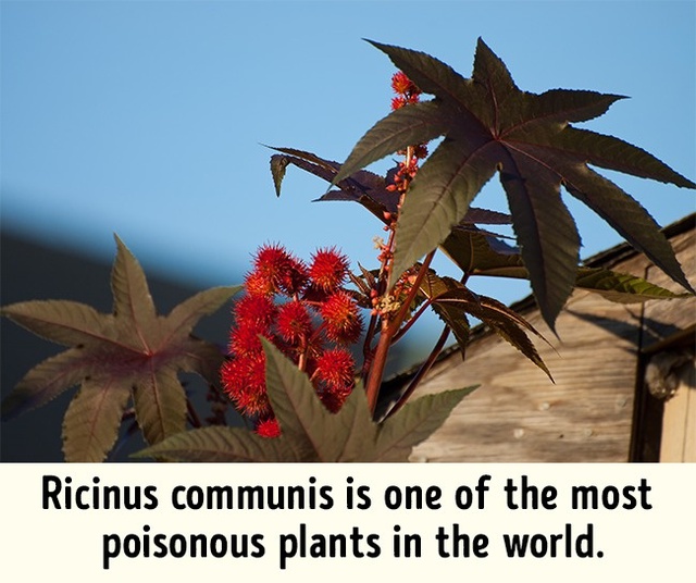 Bạn tuyệt đối không nên nếm thử lá cây thầu dầu (tên khoa học là Ricinus communis). Đây được xem là một trong những loài cây độc nhất thế giới.