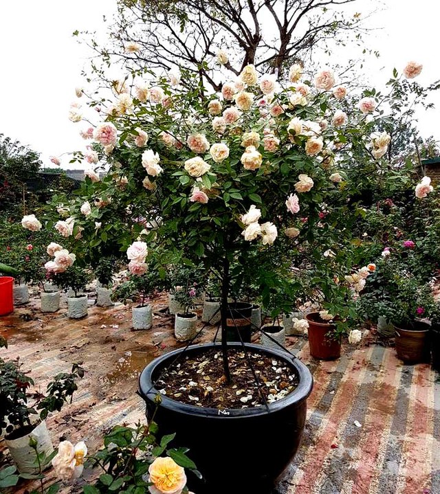 Tree rose trong vườn của chị cũng khá đa dạng. Từ tree ngoại với màu hồng, phớt hồng...