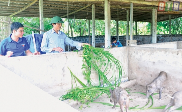 Anh Trần Văn Phóng (phải) đang nuôi đàn lợn rừng sinh sản 20 con và đàn lợn rừng 100 con nuôi thịt.