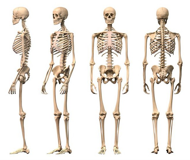 Một bàn chân người chứa 28 xương, do đó, tổng số xương ở cả hai bàn chân là 56. Như vậy, số lượng xương ở hai bàn chân chiếm hơn một phần tư tổng số xương của cả cơ thể, 206 xương.