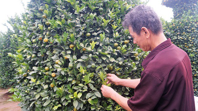 &Ocirc;ng Th&agrave;nh tiết lộ, mỗi &ldquo;lộc b&igrave;nh&rdquo; l&agrave; một c&acirc;y quất to lớn được cắt tỉa c&ocirc;ng phu. Phải c&acirc;y từ 5-6 năm, t&aacute;n l&aacute; rộng, v&agrave; mất tới 5 c&ocirc;ng &ocirc;ng mới g&ograve; được những t&aacute;c phẩm &ldquo;quất lộc b&igrave;nh khổng lồ&rdquo; n&agrave;y.