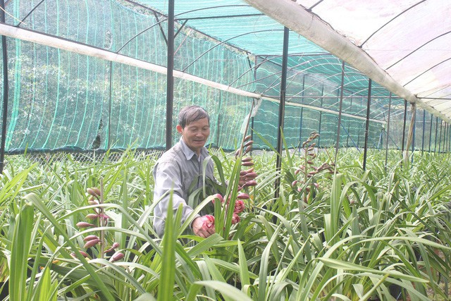 Nhờ biết chuyển đổi các giống lan mới cho phù hợp với khí hậu của địa phương nên ông Hùng đã thành công với cây địa lan