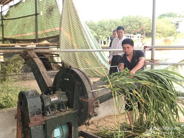 Anh Nguyễn Văn Tấn chế biến cỏ sữa, cỏ voi làm thức ăn chính cho bò Campuchia. Ảnh: Minh Thái