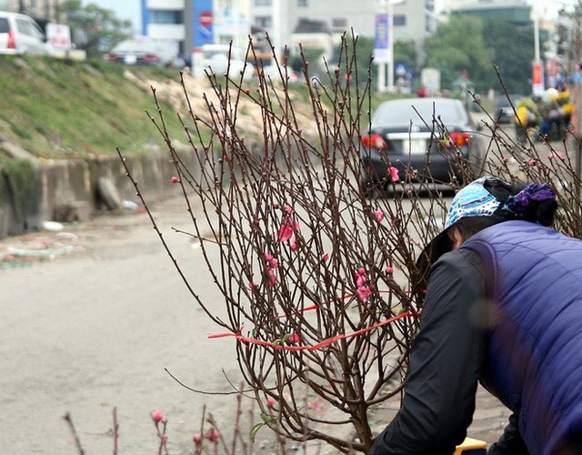 Những cành đào bích chính hiệu Nhật Tân được các tiểu thương săn của chủ vườn mang ra phục vụ khách hàng.