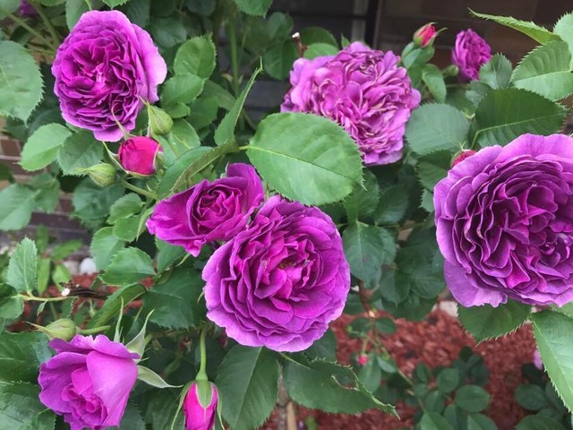 Những loài hoa hồng có màu sắc đặt biệt, bắt mắt và có chúng được gọi với cái tên hoa hồng Royar jubilee