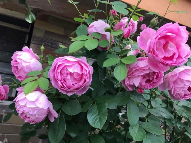 Vườn hoa đẹp như trong truyện cổ tích được chị Huyền trồng chủ yếu là các loại hoa hồng. Giống hoa được chị Huyền trồng trong nhà chủ yếu là hồng Davis Austin.