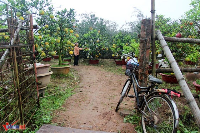 Bà Thanh cho hay, ngày nào cũng cùng chồng ra thăm vườn, đặc biệt ngày trời nắng phải tưới cây liên tục để giữ ẩm