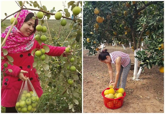 Gi&aacute;p Tết, người người rộn r&agrave;ng đi mua sắm, c&ograve;n chị Kh&aacute;nh chăm chỉ khu&acirc;n hoa, quả về b&aacute;n