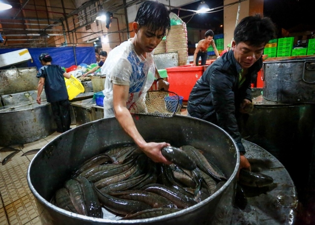 
 

Anh Phan Văn Phỉ (phải), tiểu thương ở quận Bình Tân trực tiếp lựa mua cá lóc tại một sạp hàng. Ngày vía Thần tài nên tôi xuống chợ đầu mối Bình Điền để chọn mua vài chục ký cá lóc, về bán ở chợ tạm. Hy vọng đầu năm mới sẽ kiếm thêm được chút đỉnh, anh Phỉ nói.

 


 

Các tiểu thương chăm chú quan sát các sạp hàng cá lóc được bày bán tại chợ đầu mối Bình Điền để mua về bán lẻ. Các chủ hàng cho biết, giá cá lóc tại chợ dao động khoảng 30.000 – 50.000 đồng một kg. Càng về rạng sáng, giá cá lóc sẽ giảm dần, anh Mỹ - một chủ hàng cho biết.

 


 

Vừa bày xong cá lóc trên sạp hàng, những người bán cá đứng chào mời các tiểu thương đến mua cá.

 


 

Để phục vụ nhu cầu của những vị khách kỹ tính, người bán cá tại chợ đầu mối còn dùng vợt bắt nhiều loại cá lóc đủ kích cỡ để khách lựa chọn.

 


 

Một thương lái ở quận 7 chờ nhân viên cân đủ số lượng cá lóc trước khi thanh toán và nhận hàng.

 


 

2h sáng, anh Gia lặn lội từ Long An xuống chợ đầu mối Bình Điền để mua 50 kg cá lóc với giá 31.000 đồng một kg.

 


 

Một thương lái đến từ Long An dùng tủ kính để vận chuyển cá lóc về chợ, bán lại cho khách. Tôi dùng tủ kính để con cá được bảo quản tươi ngon hơn, thương lái này chia sẻ.






